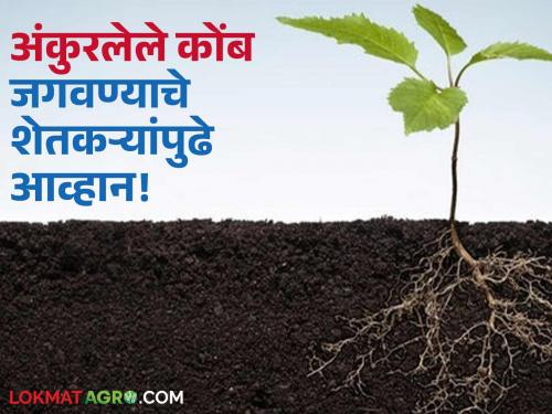 The deer's 'fox' turned out to be a liar; will the 'rat' of moisture now bring rain? Farmers are waiting | मृगाचा 'कोल्हा' ठरला लबाड; आता आर्द्राचा 'उंदीर' पाऊस घेऊन येणार का? शेतकरी प्रतीक्षेत