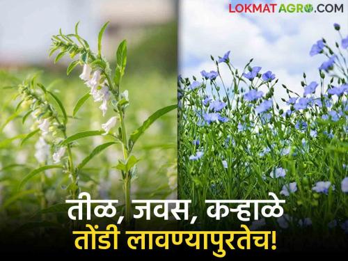 Oil Seed Farming : Areas of traditional crops have become extinct; Sesame seeds, linseeds, linseeds in the field are only for oral application! | Oil Seed Farming : पारंपरिक पिकांचे क्षेत्र होताहेत नामशेष; शेतातील तीळ, जवस, कऱ्हाळे केवळ तोंडी लावण्यापुरतेच!