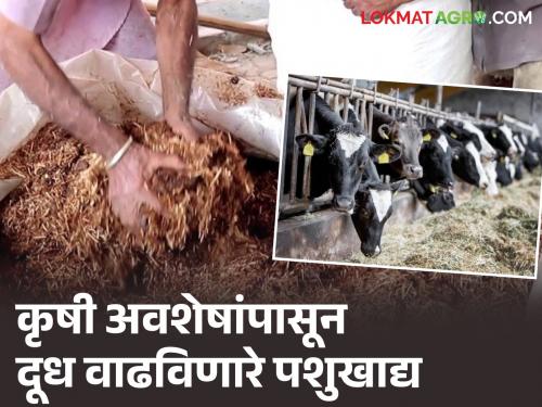 Nutritious and digestible animal feed developed from agricultural residues that increases milk production; Dr. Pandekriv's new technique | दूध उत्पादन वाढविणारे कृषी अवशेषांपासून पोषक आणि पाचक पशुखाद्य विकसित; डॉ. पंदेकृविचे नवे तंत्र