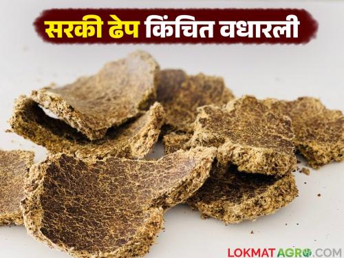 Prices of millet, maize, and tur decline in the agricultural commodity market; the sliding scale increased slightly | शेतमाल बाजारात बाजरी, मका, तूरीच्या दरात मंदी; सरकी ढेप किंचित वधारली
