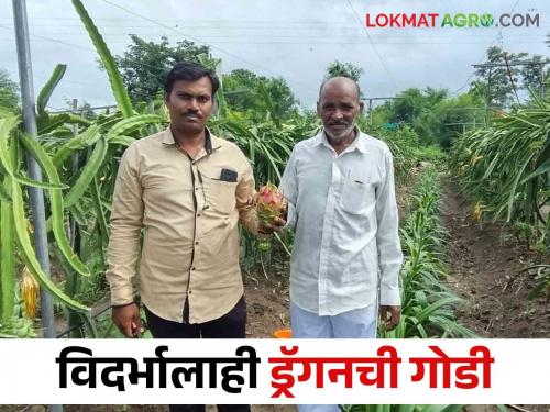 Dragon Fruit Success Story The luck of the farmer in Ghatpuri's changed due to 'dragon fruit'; 15 lakhs income from foreign fruit products | Dragon Fruit Success Story घाटपुरीतील शेतकऱ्याचं 'ड्रॅगनफ्रुटनं नशीब 'फळ' फळलं; परदेशी फळांच्या उत्पादनांतून १५ लाखांचं उत्पन्न