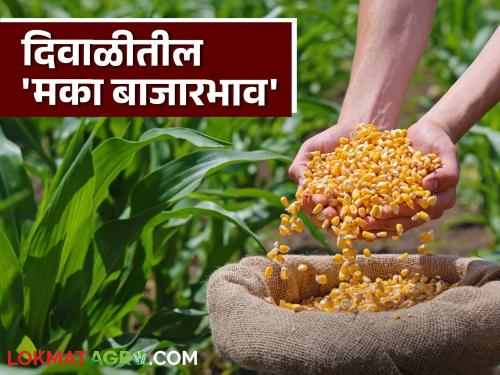 Maize Market Rate : Inflows slow due to Diwali; Read the price of maize in the market | Maize Market Rate : दिवाळीमुळे आवक मंदावली; वाचा बाजारात मकाला काय मिळतोय दर