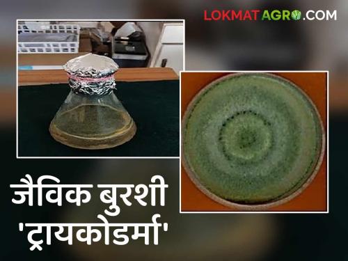 Biological fungus 'Trichoderma' useful in controlling diseases and pests is a boon for farmers | मर रोग आणि कीड नियंत्रणात उपयोगी जैविक बुरशी 'ट्रायकोडर्मा' शेतकऱ्यांसाठी वरदान