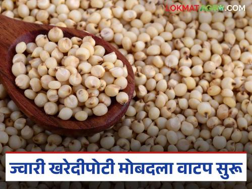 Process of paying compensation for sorghum purchased under minimum support price begins | किमान आधारभूत किंमत अंतर्गत खरेदी केलेल्या ज्वारीचा मोबदला देण्याची प्रक्रिया सुरु