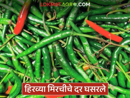 Green chilli prices have fallen; Due to low prices, the cost of harvesting is not covered, producing farmers are in trouble | हिरव्या मिरचीचे दर घसरले; अल्प दरांमुळे तोडणीचाही खर्च निघेनात, उत्पादक शेतकरी अडचणीत