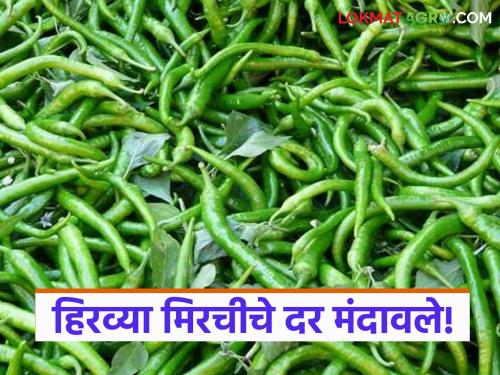 Green chilli prices fall due to reduced demand; Read what is the price of chillies | मागणी घटल्याने हिरव्या मिरचीचे भाव घसरले; वाचा काय मिळतोय मिरचीला दर