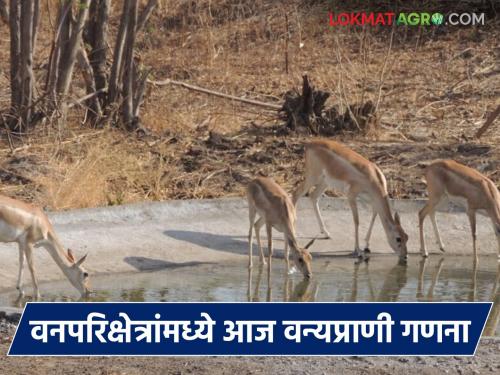 Wildlife census to be conducted today in 'these' forest areas of Vidarbha; Record of herbivores and carnivores will be taken | विदर्भाच्या 'या' वनपरिक्षेत्रांमध्ये आज होणार वन्यप्राणी गणना; तृणभक्षी व मांसभक्षी प्राण्यांची घेण्यात येईल नोंद