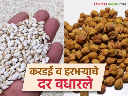 Demand increased but market arrivals were low; Sorghum gram price increased | मागणी वाढली मात्र बाजारातील आवक कमीच; करडई हरभरा दर वधारले