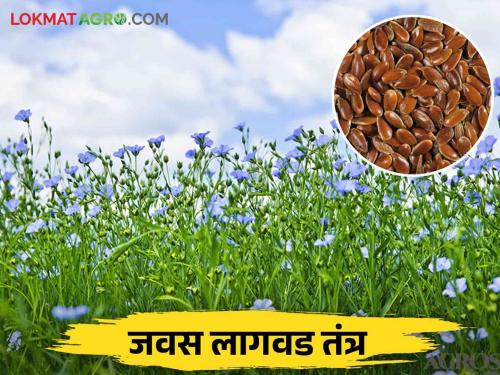 During this year's rabi season, plant linseed which is beneficial for oil and thread production | यंदाच्या रब्बी हंगामात करा तेल व धागा निर्मिती करिता फायदेशीर असलेली जवस लागवड