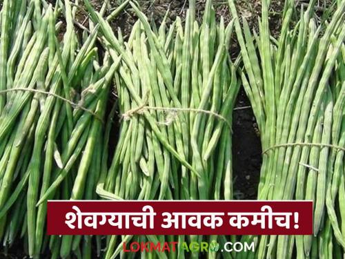 What is the status of the last price in the state? Read today's last market price | शेवगा दराची राज्यात काय आहे स्थिती? वाचा आजचे शेवगा बाजारभाव