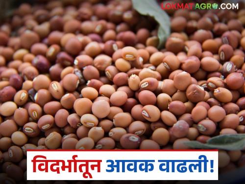 Tur Bazaar Bhav: Highest arrival of tur today from 'Karanja, Amravati' of Vidarbha; Read today's tur market price | Tur Bajar Bhav : विदर्भाच्या 'कारंजा, अमरावती'तून आज सर्वाधिक तूर आवक; वाचा आजचे तूर बाजारभाव