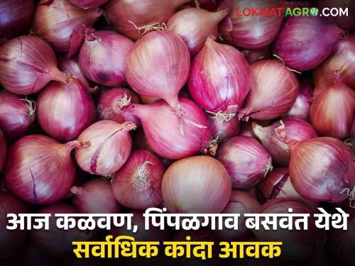 Today Onion Market Update : Highest onion arrival in Kalvan, Pimpalgaon Baswant today; Read what rates are available | Today Onion Market Update : आज कळवण, पिंपळगाव बसवंत येथे सर्वाधिक कांदा आवक; वाचा काय मिळतोय दर