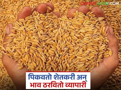 Buyers mock farmers' produce; Paddy farmers desperate as market prices are below market prices | शेतकऱ्यांनी पिकविलेल्या मालाची खरेदीदारांकडून थट्टाच; बाजार दरांपूढे धान उत्पादक शेतकरी हतबल