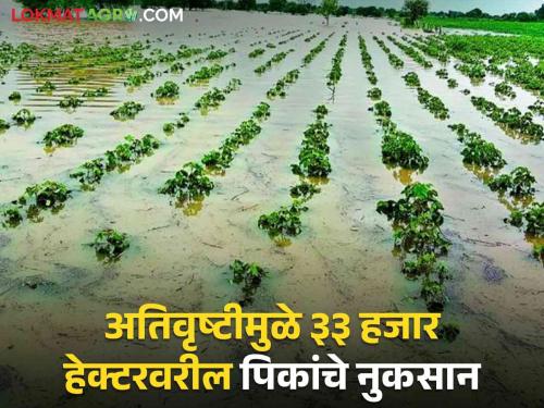 'These' 12 districts are worst affected by return rains; Crops on 33 thousand hectares are in water | परतीच्या पावसाचा 'या' १२ जिल्हांना सर्वाधिक फटका; ३३ हजार हेक्टरवरील पिके पाण्यात