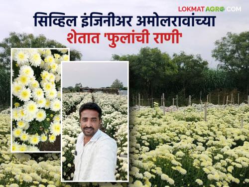 Farmer Success Story : Successful flower farming experiment of young engineer; The queen of flowers 'Shevanti' bloomed in three acres. | Farmer Success Story : अभियंता तरुणाचा यशस्वी फूलशेती प्रयोग; तीन एकरात बहरली फुलांची राणी 'शेवंती'