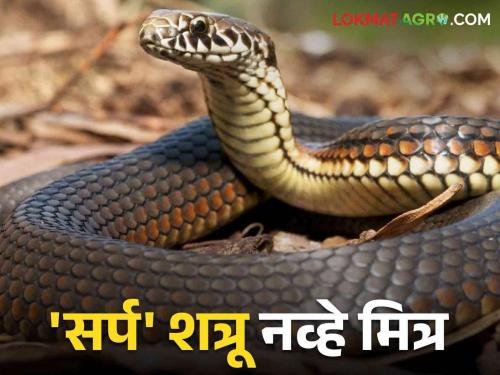 How snakes can help farmers: A snake that is a friend of farmers is a boon to agriculture | How snakes can help farmers : शेतकऱ्यांचा मित्र असलेला सर्प शेतीला वरदान