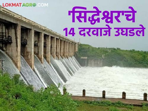 Siddheshwar Dam is 100 percent full; Water is being released into the Purna river basin through 14 gates | सिद्धेश्वर धरण शंभर टक्के भरले; पूर्णा नदीपात्रात १४ दरवाजांतून पाण्याचा विसर्ग सुरू