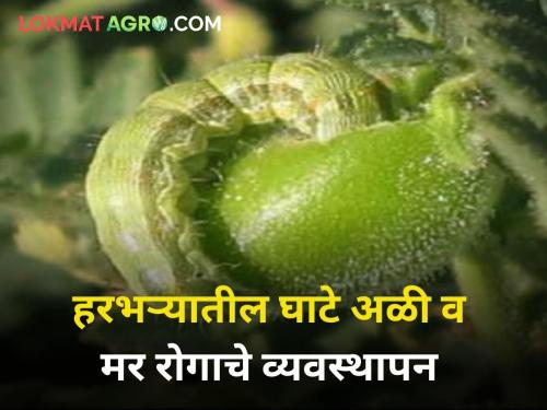 ​Management of ghat worm and die disease in gram crop maharashtra agriculture farmer | ​असे करा हरभरा पिकातील घाटे अळी व मर रोगाचे व्यवस्थापन