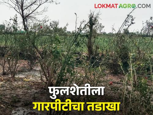 The blossoming flower farm became a land grabber; A hailstorm | बहरलेली फुलशेती झाली जमीनदोस्त; गारपिटीचा फटका