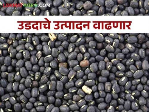 This year, due to good rains, there has been an increase in the area under Udid black gram crop | यंदा चांगल्या पावसामुळे उडीद पिकाखालील क्षेत्रात झाली वाढ