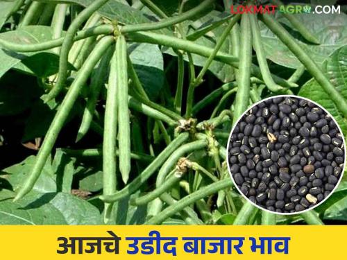 Udid Bajar Bhav: Udid arrival in the market 7176 quintals | Udid Bajar Bhav : बाजारात उडदाची आवक ७१७६ क्विंटल; काय मिळाला भाव ते वाचा सविस्तर