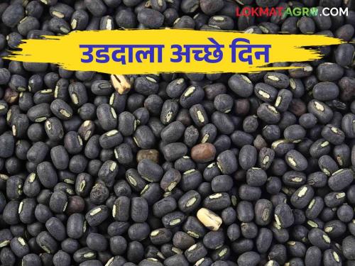 Udid Bajarbahv : Udid got the highest price in Modnimb market of Madha taluka | Udid Bajarbahv : माढा तालुक्यातील मोडनिंब बाजारात उडदाला मिळाला सर्वोच्च भाव