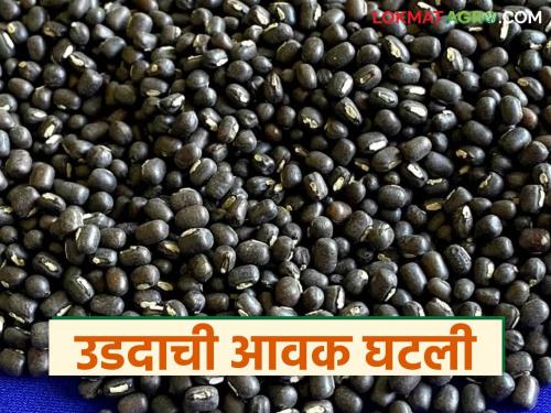 This year's arrival of urad has decreased by 50 percent compared to the previous season; how are prices being achieved? | मागील हंगामाच्या तुलनेत यंदाच्या वर्षी उडदाची आवक ५० टक्क्यांनी घटली; कसा मिळतोय दर?