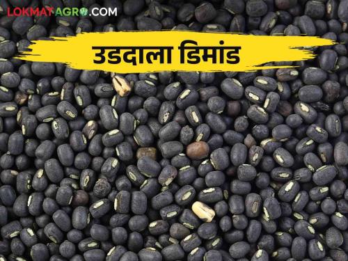 Udid Bajarbhav: Black gram udid increasing in demand? How is the market price | Udid Bajarbhav : उडदाला मागणी वाढली कसा मिळतोय बाजारभाव