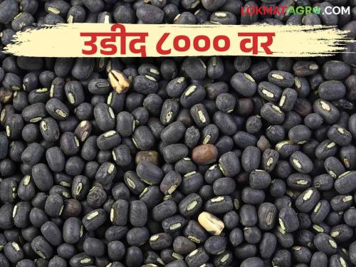 Udid Bajar Bhav : In this market committee in Maharashtra, the inflow of 90 thousand quintals of Udid black gram and the turnover of about 70 crore rupees | Udid Bajar Bhav : महाराष्ट्रातील या बाजार समितीत ९० हजार क्विंटल उडदाची आवक अन् तब्बल ७० कोटी रुपयांची उलाढाल