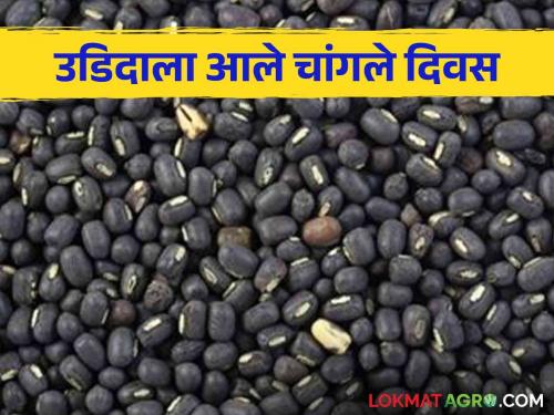 Urad Bhajar Bhav : Urad Market rates higher than guaranteed price | Urad Bhajar Bhav : उडदाला हमीभावापेक्षा अधिकच दर; शेतकऱ्यांमध्ये आनंद