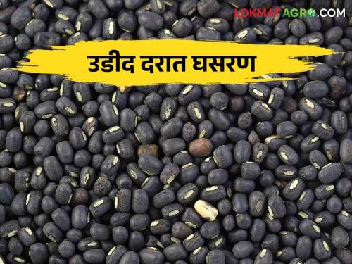 Udid Bajarbhav : The price of agricultural produce in the market has also dropped drastically major price drop in udid | Udid Bajarbhav : बाजारात शेतमालाला मिळणारे भावही बेभरवशाचे उडदाच्या दरात मोठी घसरण