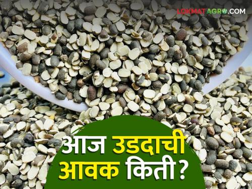 Udid Bajar Bhav : Highest arrival of black gram in Shevgaon market; Read in detail what the rate was | Udid Bajar Bhav : शेवगाव बाजारात उडदाची सर्वाधिक आवक; काय दर मिळाला ते वाचा सविस्तर