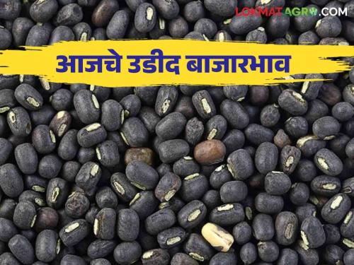 Udid Bajar Bhav : Highest arrival of black gram in karjat market | Udid Bajar Bhav : कर्जत बाजारात उडदाची सर्वाधिक आवक; काय मिळाला भाव ते वाचा सविस्तर