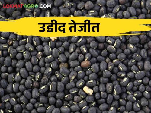 Black gram udid arrival in market how much get market rate | Udid Market : यंदाच्या हंगामातील उडीदाची आवक सुरु कसा मिळतोय दर