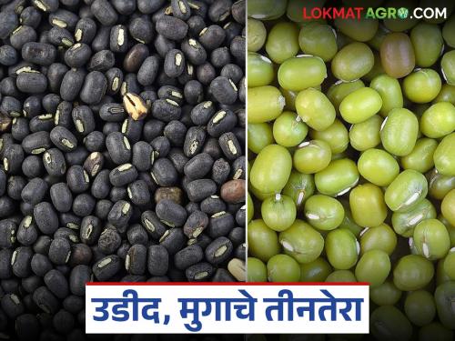 This year, neither the yield is available nor the market price; Moong and urad farmers are in a double crisis | यंदा ना उतारा मिळतोय, ना बाजारात दर; मूग, उडीद उत्पादक शेतकरी दुहेरी संकटात