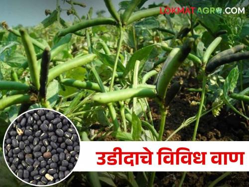 Select improved varieties from Udid crops and get high yields | उडीद पिकांमधील या सुधारीत वाणांची निवड करा आणि भरघोस उत्पादन घ्या