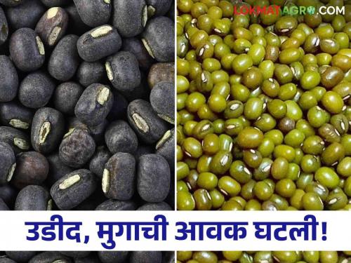 Pulses Market: Udid and Muga reduced by five times! | Pulses Market : उडीद आणि मुगाची पाच पटीने आवक घट!