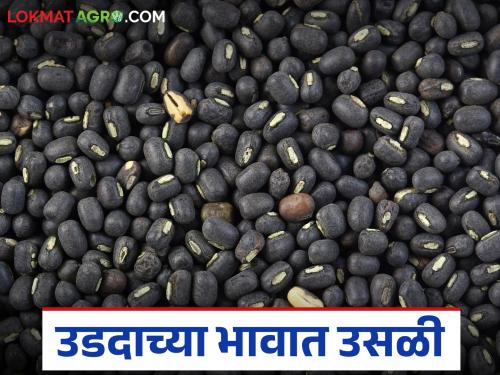 latest news Urad Market Update: Arrivals reduced, prices increased; Urad got good prices Read in detail | Urad Market Update : आवक कमी, दर वाढले; उडदाला मिळाला चांगला भाव वाचा सविस्तर