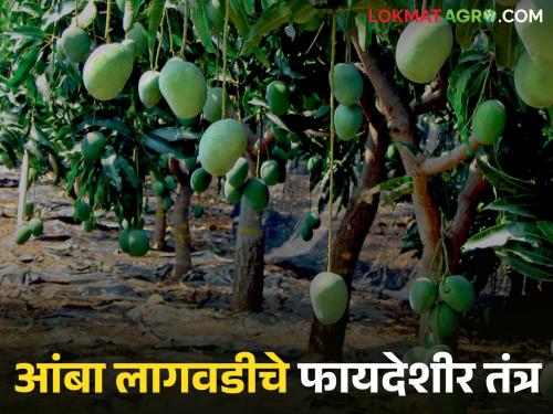 Mango UHDP : Cultivation of mango fruit crop for this method for quality and higher yields | Mango UHDP : गुणवत्तापूर्ण व अधिक उत्पादनासाठी ह्या पद्धतीने करा आंब्याची लागवड