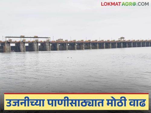 Large inflow of water into Ujani Dam in 10 days; What is the usable water storage? | १० दिवसांत उजनी धरणात पाण्याची मोठी आवक; उपयुक्त पाणीसाठा किती?