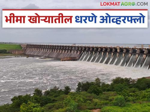 Ujani Dam Update : All dams in Bhima Valley filled; Ujani dam water storage capacity completed | Ujani Dam Update : भीमा खोऱ्यातील सर्व धरणे भरली; उजनीची पाणी साठवण क्षमता पूर्ण झाली