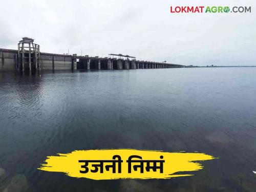 Ujani Dam Water Level: in five days Ujani dam fill half and hopes to reach early 100 percent | Ujani Dam Water Level: पाच दिवसांत उजनी निम्मं भरलं शंभरी गाठण्याची आशा