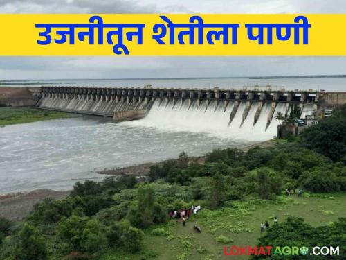 Ujani Dam Water Level: Large discharge to stabilize the water level of Ujani Dam, how many TMC of the dam | Ujani Dam Water Level: उजनी धरणाची पाणीपातळी स्थिर ठेवण्यासाठी मोठा विसर्ग, धरण किती टीएमसीवर