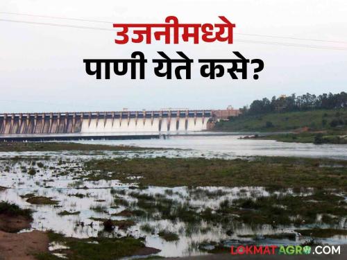 Ujani Dam: Where does the water come from in Ujani Dam.. Read the journey of water coming into Ujani Dam | Ujani Dam: उजनी धरणात कुठून येतं पाणी.. वाचा उजनीत येणाऱ्या पाण्याचा प्रवास