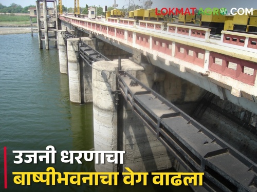 Ujani Dam 'Ujani' will decrease by how much TMC till June 30 | Ujani Dam 'उजनी' ३० जूनपर्यंत किती टीएमसीने घटणार