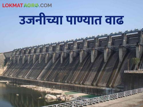 Ujani Dam: As the rain increased, the water level started increasing Ujani dam | Ujani Dam पावसाचा जोर वाढला तशी उजनीची पातळी वाढू लागली