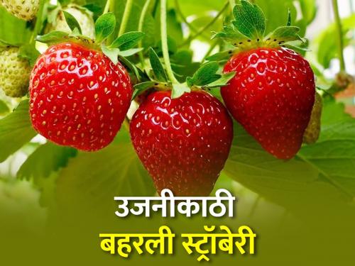 Successful planting of strawberries on the edge of Ujani dam; Expected income of 20 lakhs per quarter acre | उजनीच्या काठावर स्ट्रॉबेरीची लागवड यशस्वी; सव्वा एकरात २० लाखांचे उत्पन्न अपेक्षित