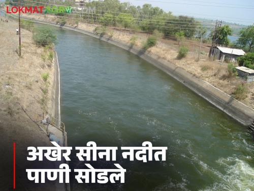 Ujani Dam : Water finally released into Sina River through Kurul branch from Ujani Dam | Ujani Dam : उजनी धरणातून कुरुल शाखेद्वारे अखेर सीना नदीत पाणी सोडले