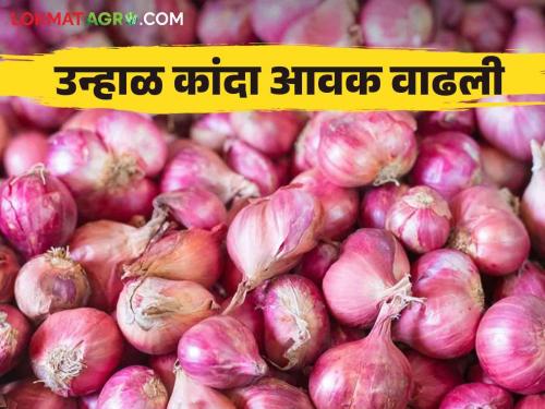 Latest News Kanda Bajarbhav Inflow of 50 thousand quintals in Solapur market, nashik kanda market price | Kanda Bajarbhav : सोलापूर बाजारात 50 हजार क्विंटलची आवक, वाचा आजचे कांदा बाजारभाव