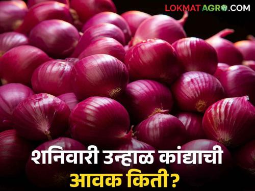 Latest News todays Kanda bajarbhav in market yard check here onion market price | Kanda Bajarbhav ; धाराशिव बाजारात लाल कांद्याला क्विंटलमागे 'इतका' भाव? वाचा आजचे बाजारभाव